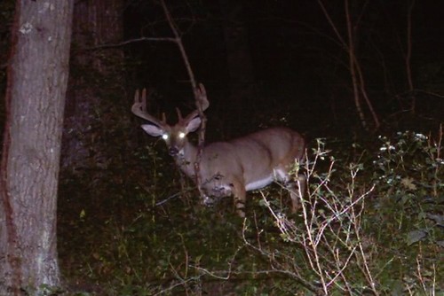 2011 Trail Camera Photos, shed, and scounting pics Photo