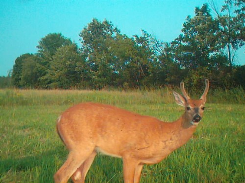 Doe's, Fawns, Bear and other Cool Deer Pics Photo