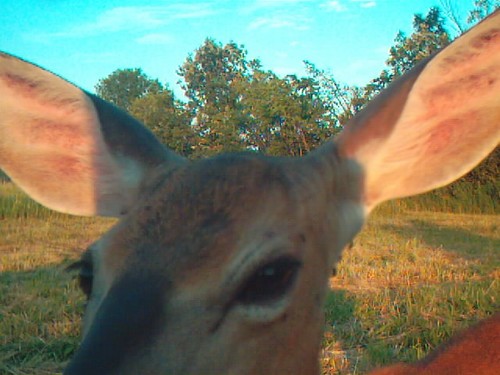 Doe's, Fawns, Bear and other Cool Deer Pics Photo