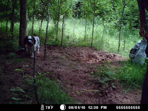 Trail Camera, Shed Hunting & Scouting Pics Photo