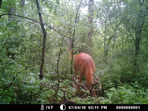 Trail Camera, Shed Hunting & Scouting Pics Photo