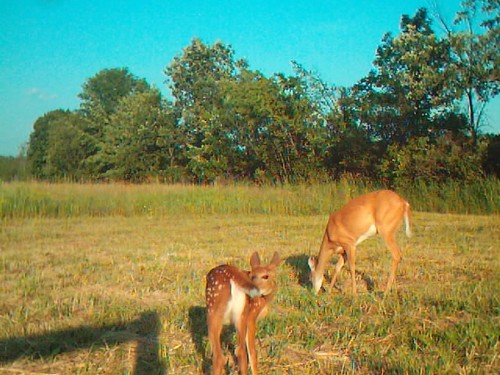 Doe's, Fawns, Bear and other Cool Deer Pics Photo