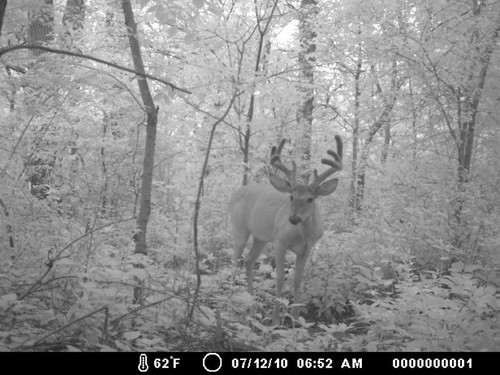 Trail Camera, Shed Hunting & Scouting Pics Photo