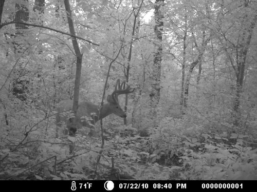 Trail Camera, Shed Hunting & Scouting Pics Photo