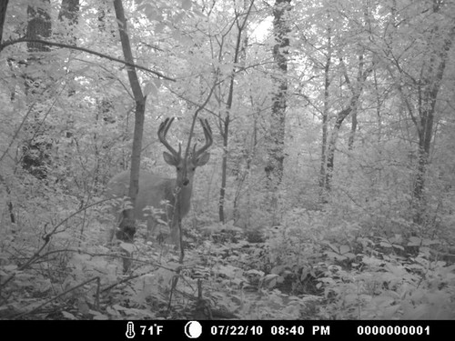 Trail Camera, Shed Hunting & Scouting Pics Photo