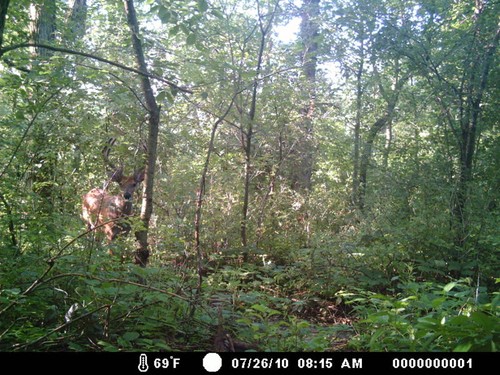 Trail Camera, Shed Hunting & Scouting Pics Photo