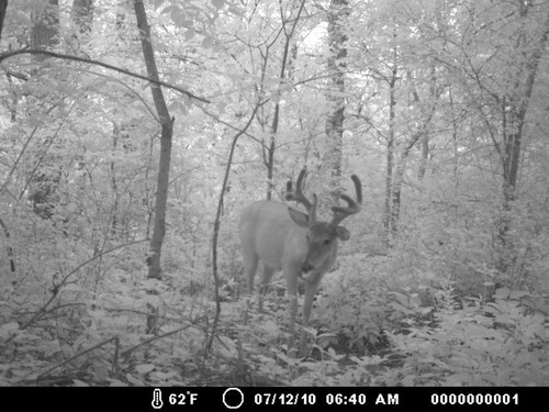 Trail Camera, Shed Hunting & Scouting Pics Photo