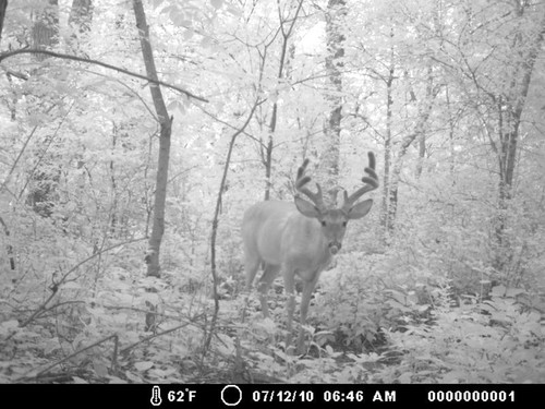 Trail Camera, Shed Hunting & Scouting Pics Photo