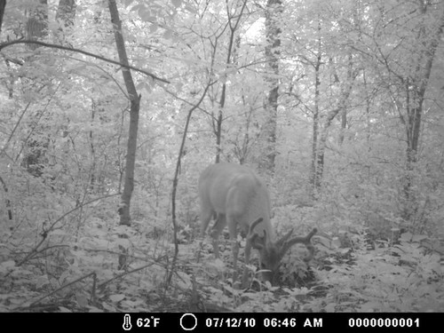 Trail Camera, Shed Hunting & Scouting Pics Photo