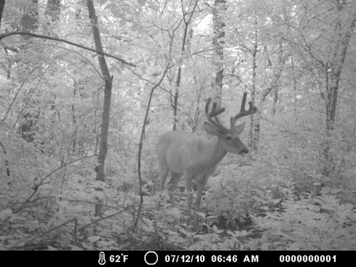 Trail Camera, Shed Hunting & Scouting Pics Photo