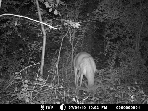 Trail Camera, Shed Hunting & Scouting Pics Photo