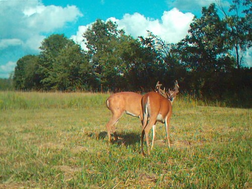 2010 Trail Camera Photos and Scouting Pics Photo