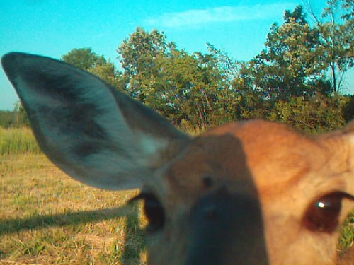 Doe's, Fawns, Bear and other Cool Deer Pics Photo