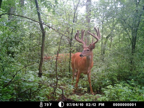 Trail Camera, Shed Hunting & Scouting Pics Photo