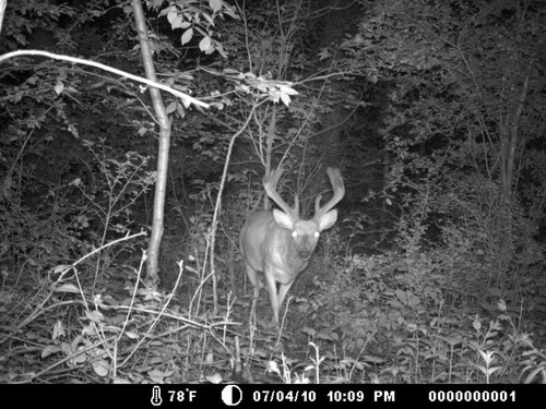 Trail Camera, Shed Hunting & Scouting Pics Photo