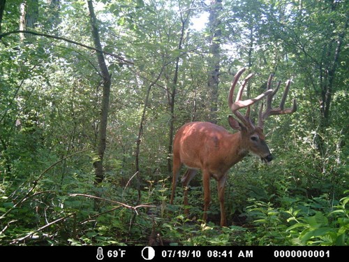 Trail Camera, Shed Hunting & Scouting Pics Photo