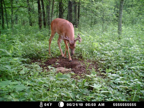 Trail Camera, Shed Hunting & Scouting Pics Photo