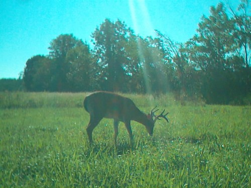 2010 Trail Camera Photos and Scouting Pics Photo