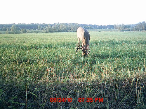 2010 Trail Camera Photos and Scouting Pics Photo