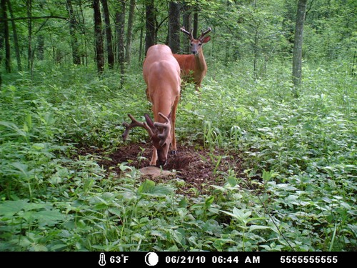 Trail Camera, Shed Hunting & Scouting Pics Photo