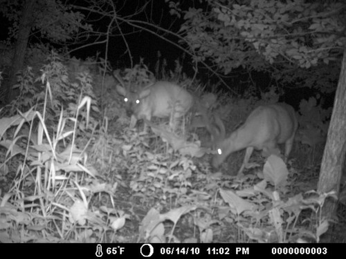 Trail Camera, Shed Hunting & Scouting Pics Photo