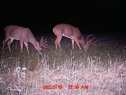 2010 Trail Camera Photos and Scouting Pics Photo