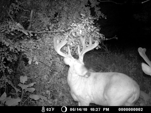 Trail Camera, Shed Hunting & Scouting Pics Photo