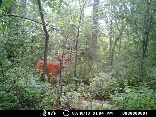 Trail Camera, Shed Hunting & Scouting Pics Photo