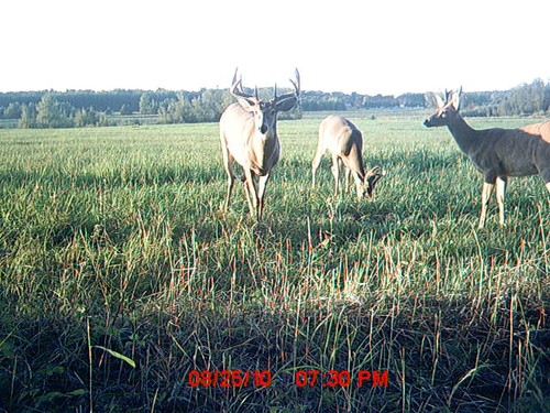 2010 Trail Camera Photos and Scouting Pics Photo