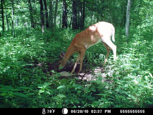 Trail Camera, Shed Hunting & Scouting Pics Photo