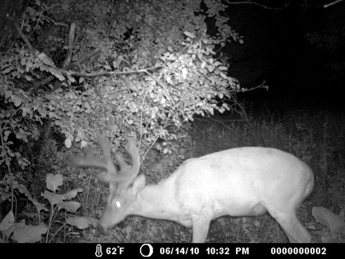 Trail Camera, Shed Hunting & Scouting Pics Photo