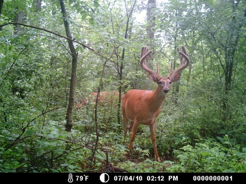 Trail Camera, Shed Hunting & Scouting Pics Photo