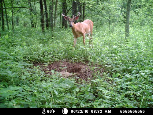 Trail Camera, Shed Hunting & Scouting Pics Photo