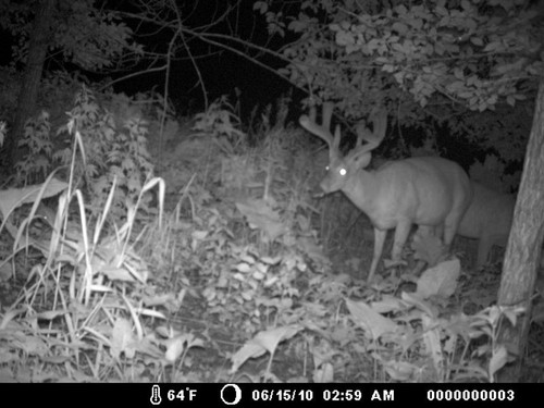 Trail Camera, Shed Hunting & Scouting Pics Photo