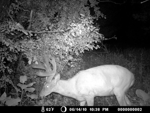 Trail Camera, Shed Hunting & Scouting Pics Photo