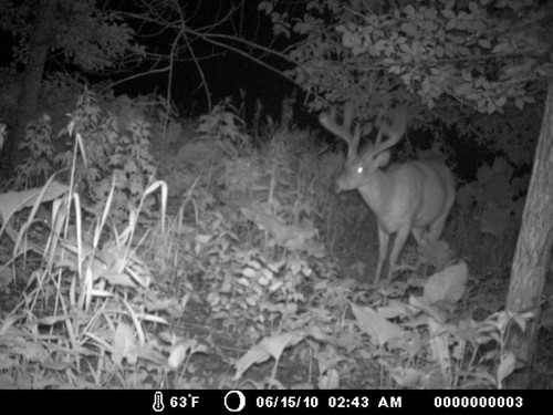 Trail Camera, Shed Hunting & Scouting Pics Photo