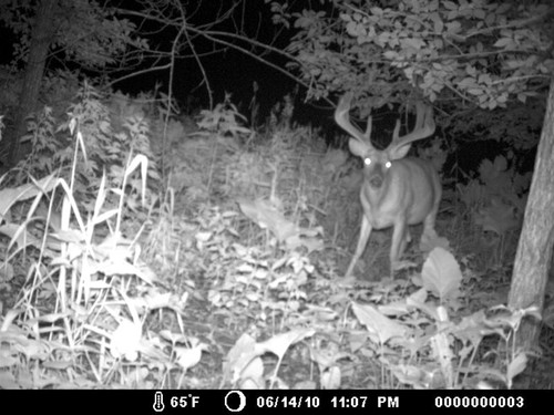 Trail Camera, Shed Hunting & Scouting Pics Photo