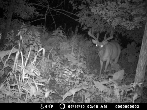 Trail Camera, Shed Hunting & Scouting Pics Photo