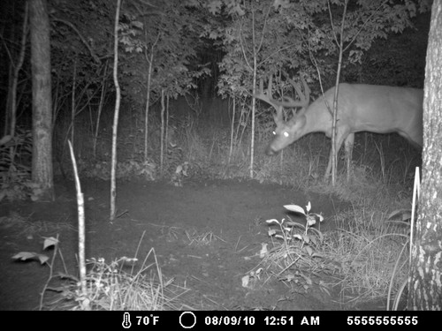 Trail Camera, Shed Hunting & Scouting Pics Photo