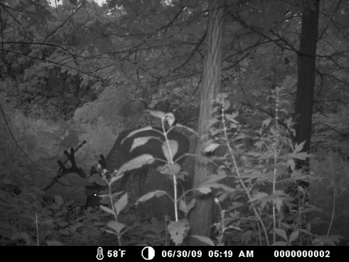 Trail Camera, Shed Hunting & Scouting Pics Photo