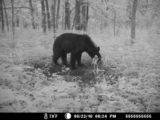 Bear stoping at the deer mineral pile for a lick