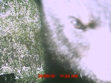 A bear doesn't like the trail cam