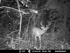 Nice Buck at the mineral pile