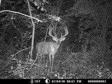 10 point coming into deer mineral