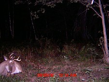 Buck laying by the mineral pile with his velvet hanging off