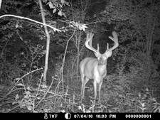 Nice buck coming into mineral pile