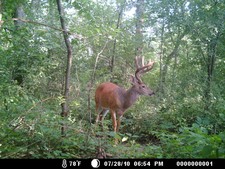 Awesome looking deer over the mineral pile