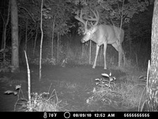 Awesome deer getting ready to lick some Uncle Kurts Mineral