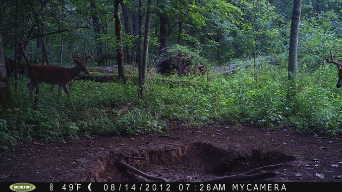 Trail Camera, Shed Hunting & Scouting Pics Photo