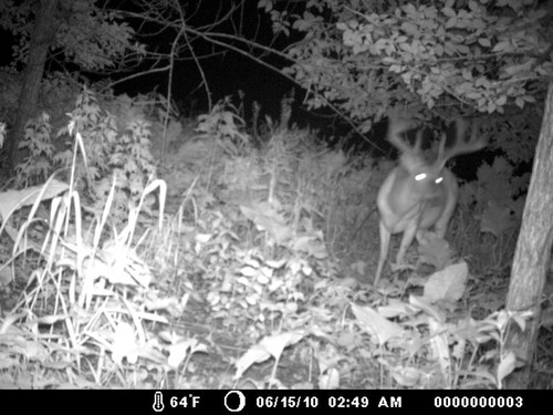 Trail Camera, Shed Hunting & Scouting Pics Photo